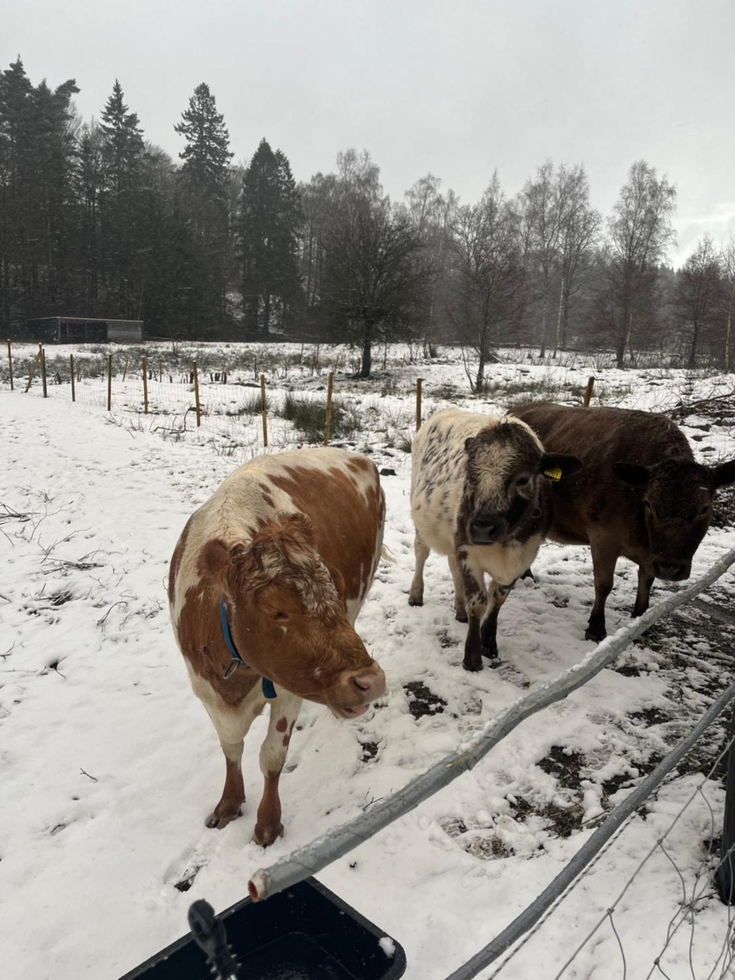 Ullstorps Stugor Höör Buitenkant foto